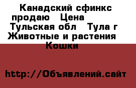 Канадский сфинкс продаю › Цена ­ 5 000 - Тульская обл., Тула г. Животные и растения » Кошки   
